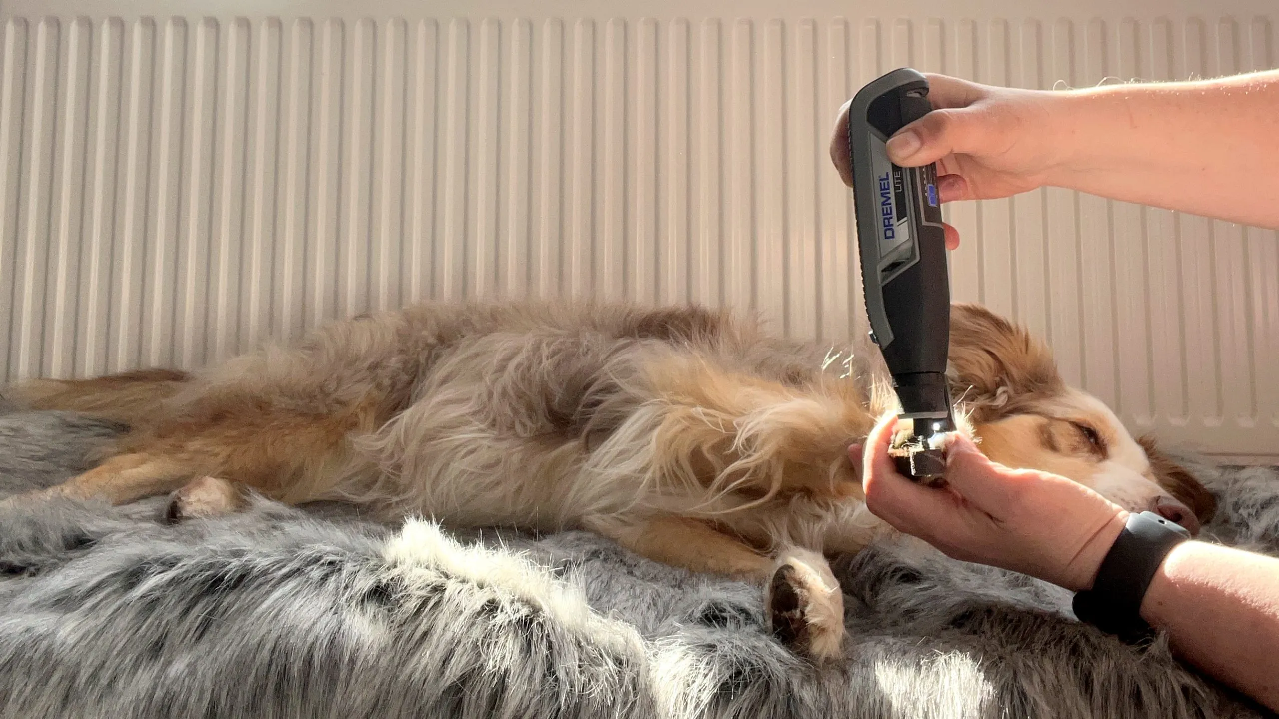 Entspannter Hund lässt sich die Krallen schleifen nach erfolgreichem Training