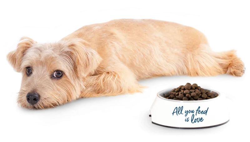 Entspannter Hund liegt neben einem Napf mit Happy Dog Trockenfutter und dem Schriftzug 'All you feed is love'