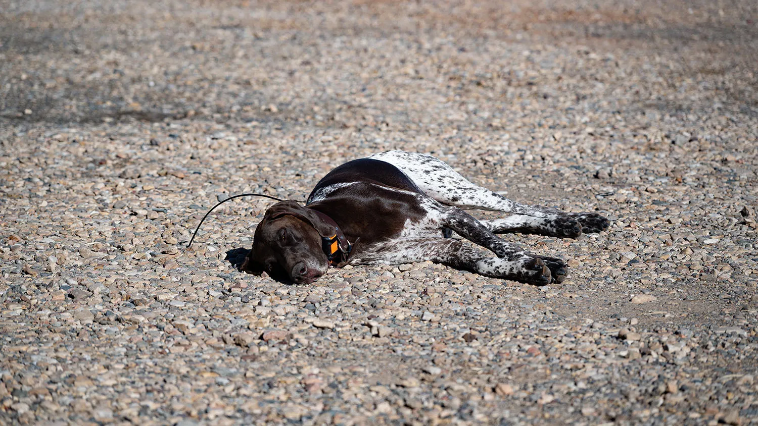 Erschöpfter Hund nach einem langen Tag im Freien