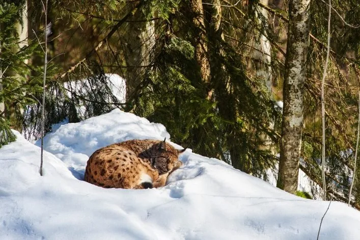 Eurasischer Luchs im Harz Nationalpark, ideal für Familienurlaub im Harz