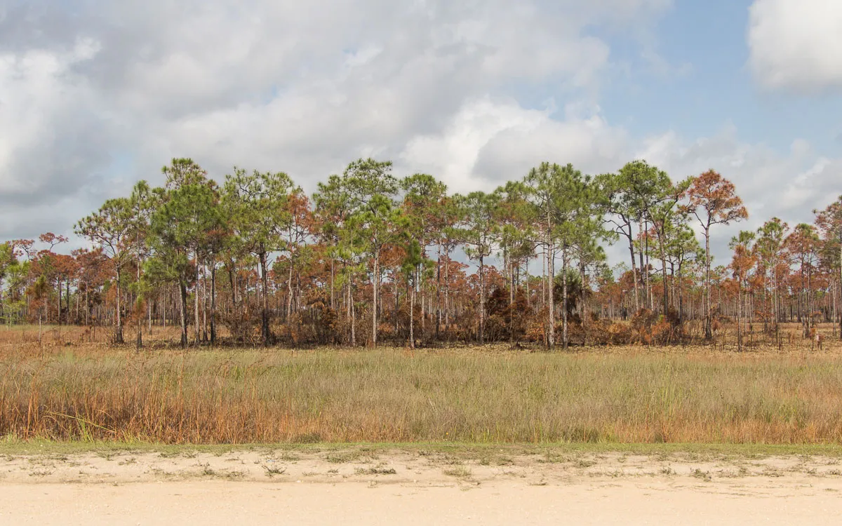 everglades-savanne-big-cypress-national-preserve