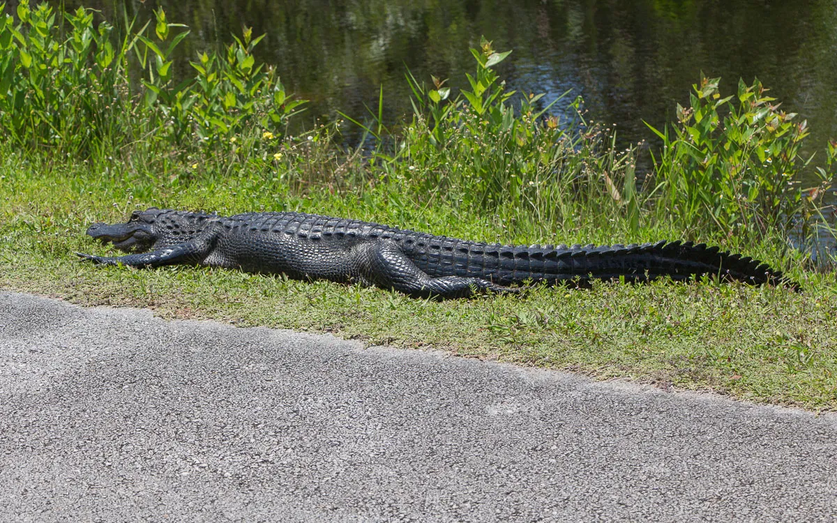 everglades-shark-valley-alligator