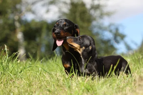 Familie streichelt einen Dackel im Wohnzimmer