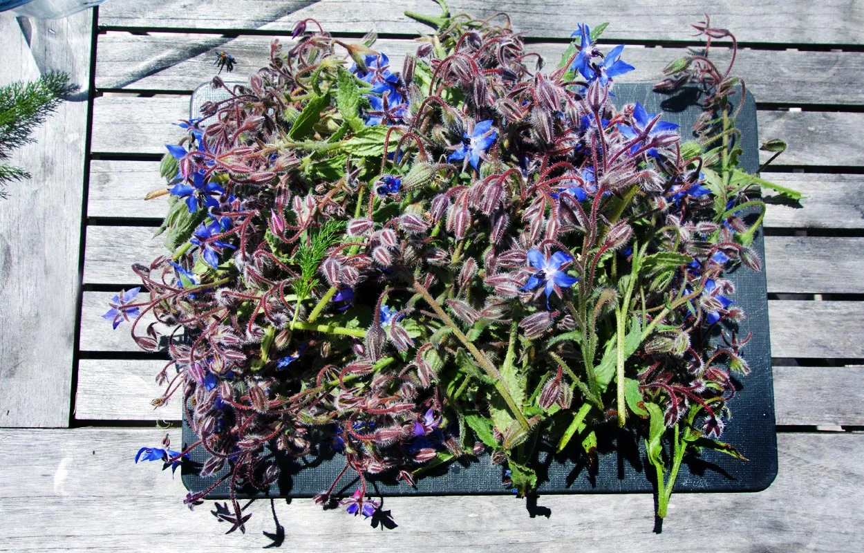 Fein gehackte Borretschblätter und zarte Stängel, die die Basis für ein aromatisches Kräuterpesto bilden.