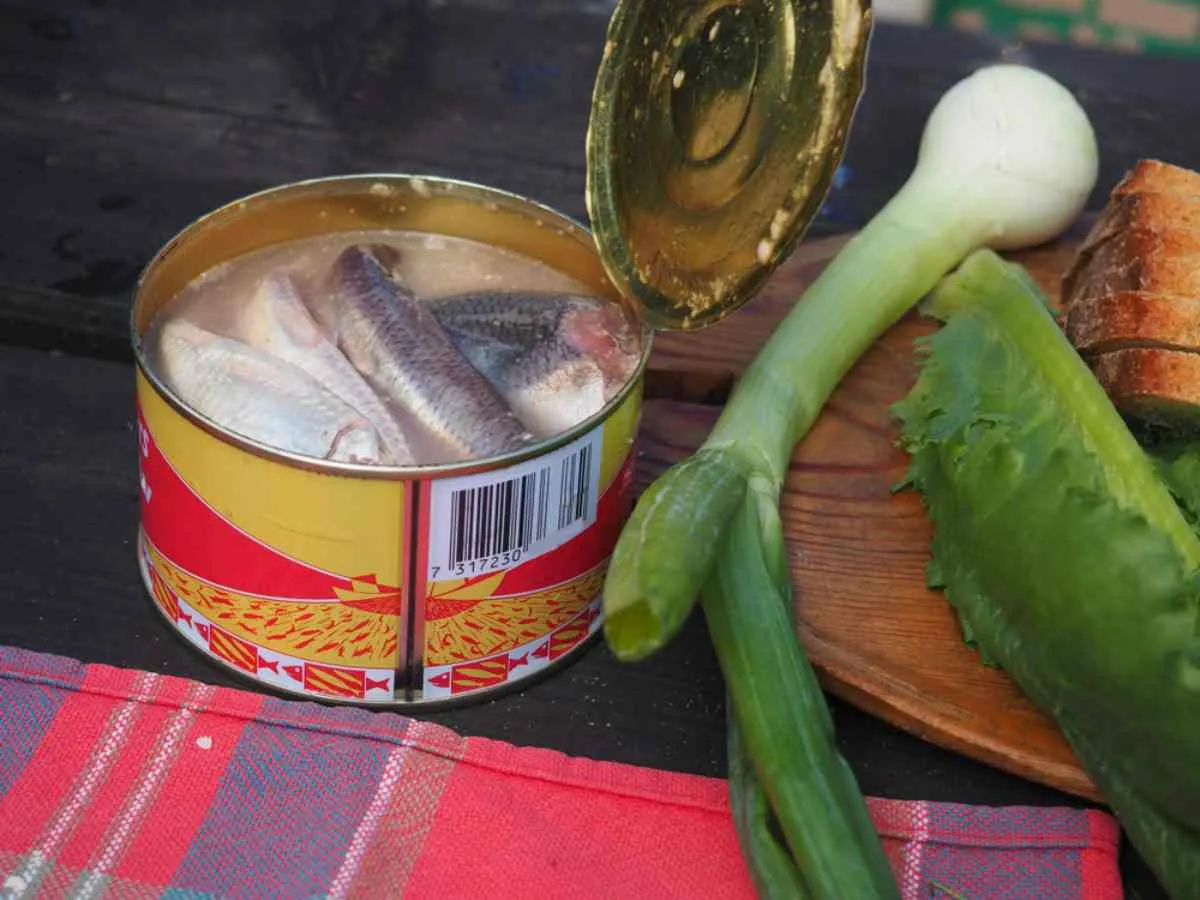 Fermentierter Hering, Surströmming, serviert mit Zwiebeln und Brot