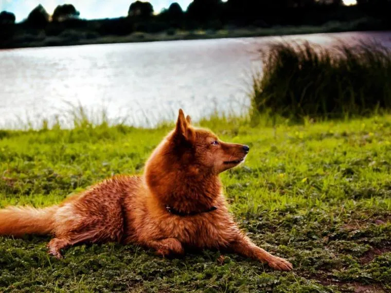 Finnischer Spitz beim Aufspüren von Wild