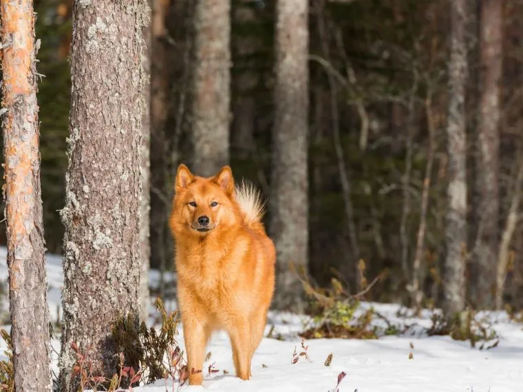 Finnischer Spitz mit typischem rotbraunen Fell