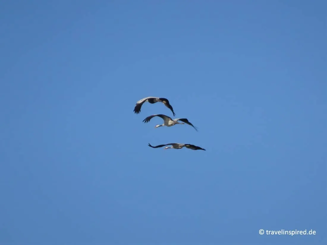 Fliegende Kraniche über dem Tister Bauernmoor, ein atemberaubendes Schauspiel bei Norddeutschland Unternehmungen im Herbst