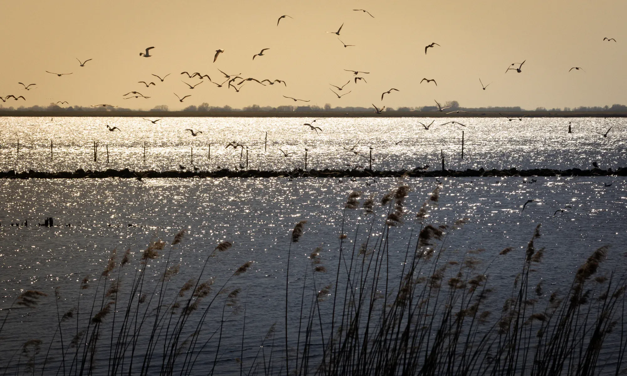 Fliegende Vögel im Lauwersmeer während der goldenen Stunde, die die unberührte Natur einfängt.