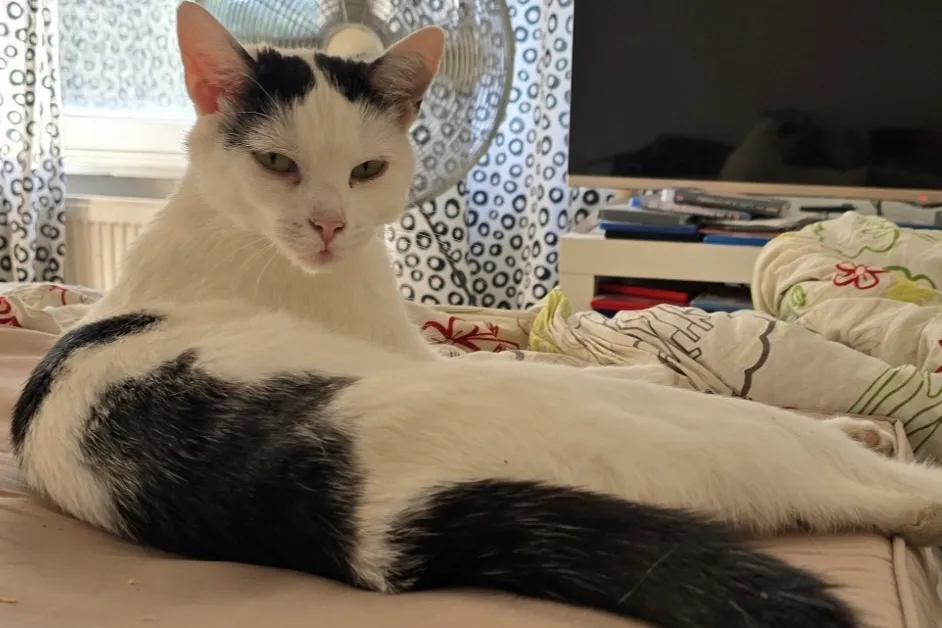 Frieda, eine Europäisch Kurzhaar-Mix Katze, vermisst in Berlin