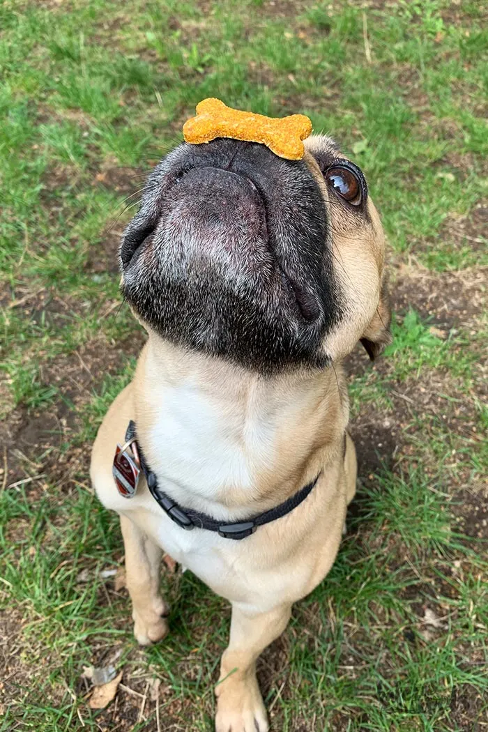 Frisch gebackene Hundekekse kühlen auf einem Gitterrost ab
