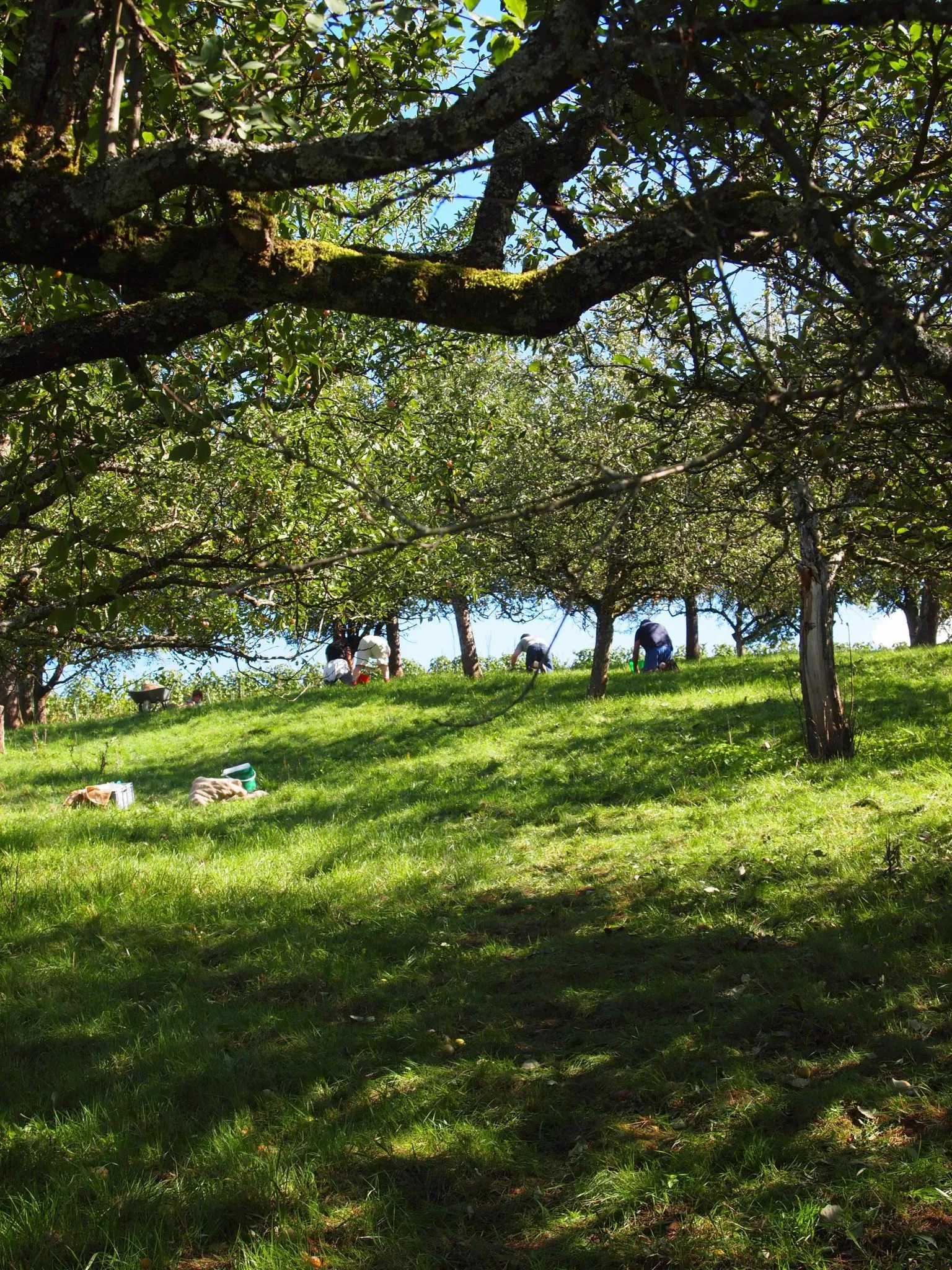 Frisch geerntete Äpfel in prall gefüllten Körben nach der herbstlichen Apfelernte