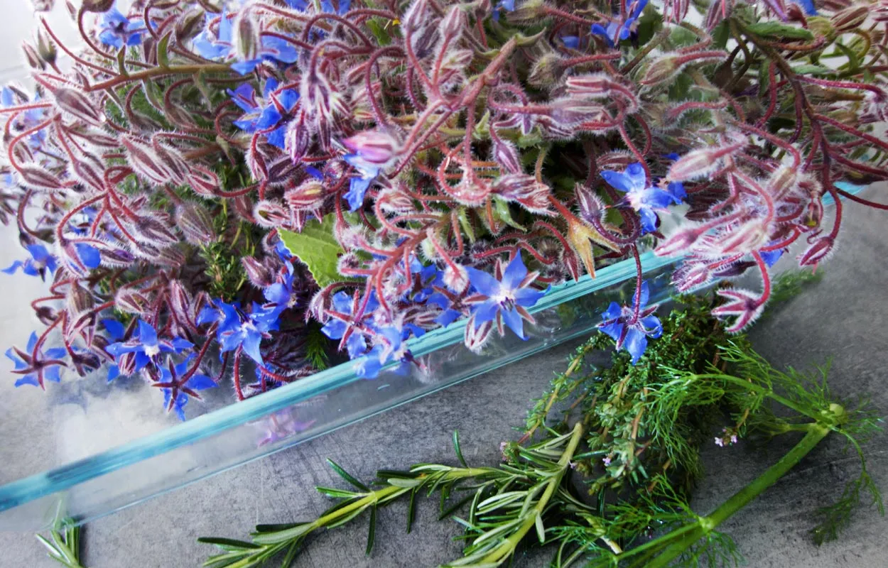 Frisch gewaschener Borretsch, Rosmarin und Thymian, bereit für die Zubereitung eines hausgemachten Pesto.