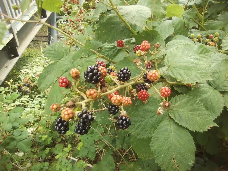 Frische Brombeeren entlang einer Bahntrasse in Deutschland, bereit zur Ernte für Brombeermarmelade.