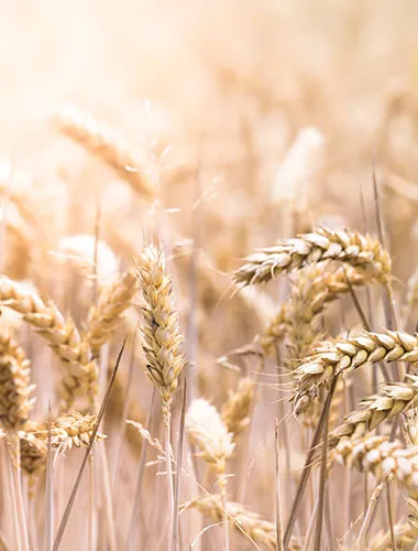 Frische Brötchenauswahl für ein reichhaltiges Frühstück