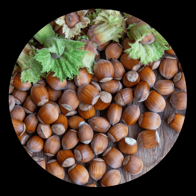 Frische Haselnüsse, geröstet und gemahlen für glutenfreie Waffeln