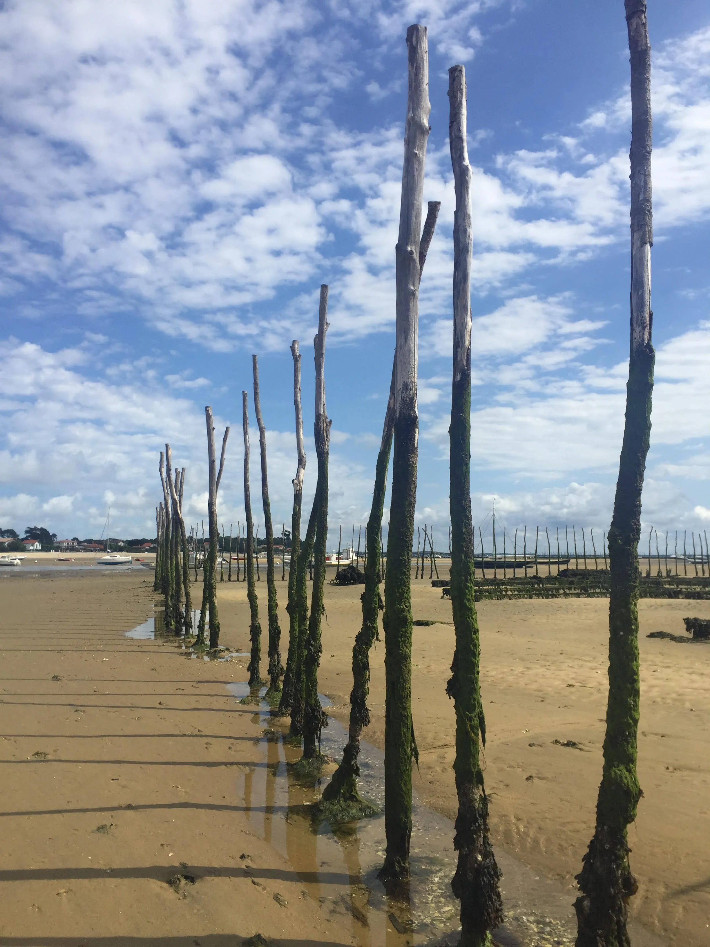 Frische Meeresfrüchte, die zu einem kühlen, herben Bier passen könnten.