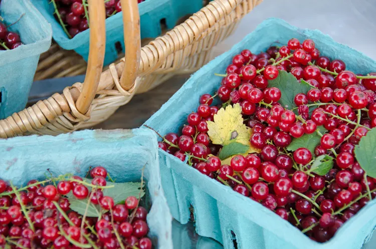 Frische rote Johannisbeeren für fruchtige Tortenfüllungen