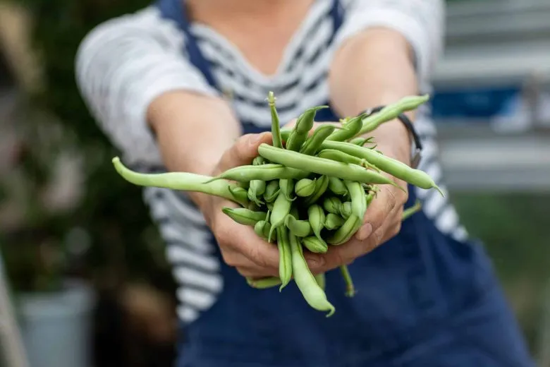Frische, saisonale grüne Bohnen als Beilage in einem Kartoffelhaus in Deutschland