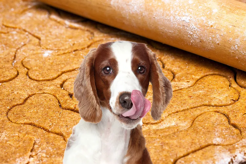 Frische, selbstgemachte Hundekekse auf einem Backblech, die nach verschiedenen Rezepten gebacken wurden