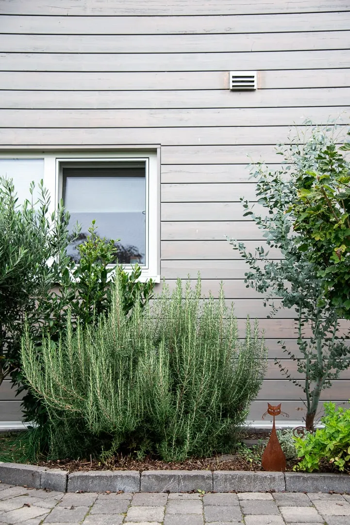 Frischer Rosmarinstrauch für aromatische Kürbis-Gerichte