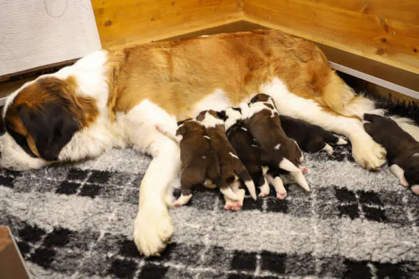 Fünf Bernhardiner Welpen der Fondation Barry kuscheln sich in einem weichen Nest zusammen.