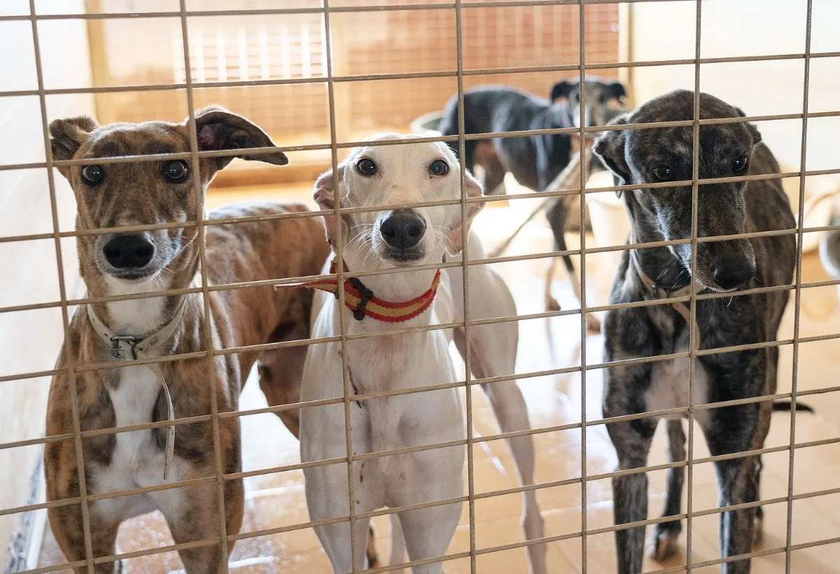 Galgo bei der Hasenjagd in Spanien, ein Symbol für das Leid vieler spanischer Jagdhunde