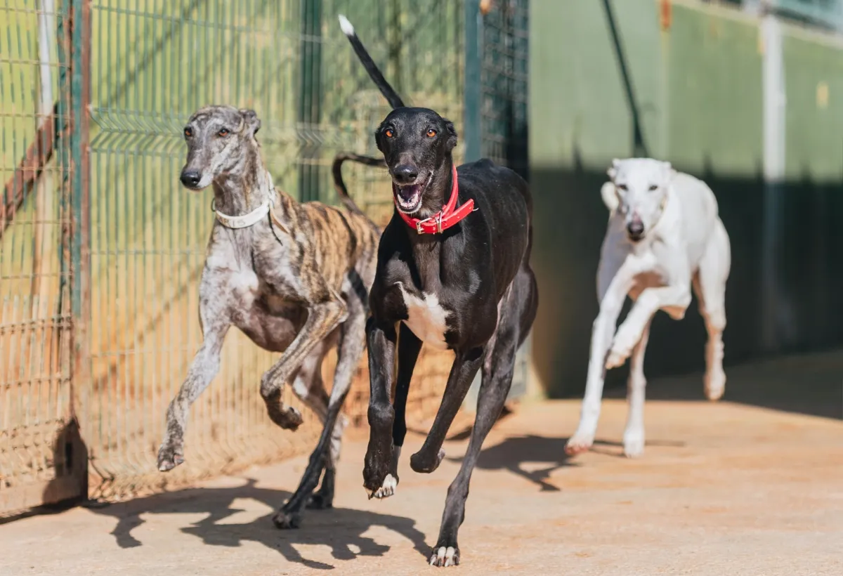 Galgos beim Rennen auf einer Rennbahn, stellvertretend für die oft tödliche Jagd nach dem Gewinn
