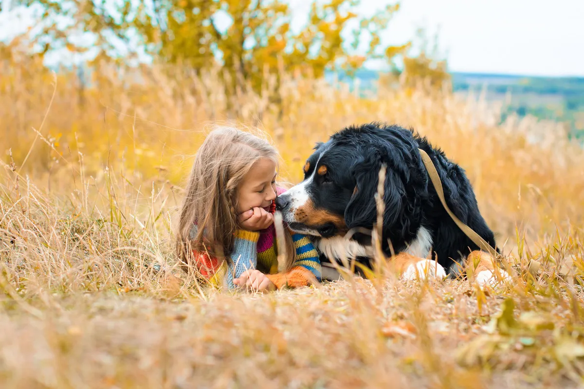 Geduldiger Berner Sennenhund mit Kindern