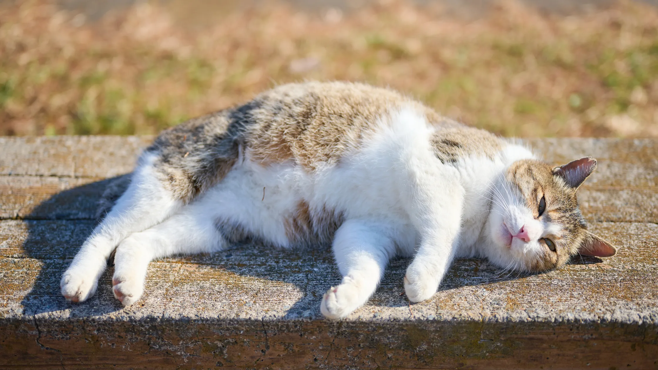 Gefleckte getigerte Katze