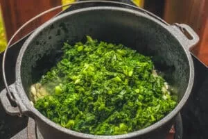 Gehackter Grünkohl wird im Topf mit Zwiebeln und Knoblauch angedünstet