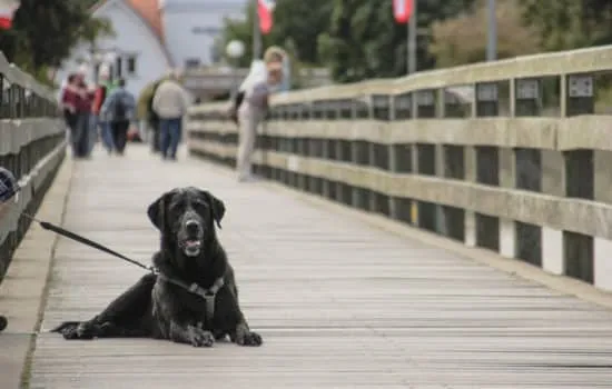Gelber Labrador Retriever liegt entspannt auf einer Seebrücke an der Ostsee