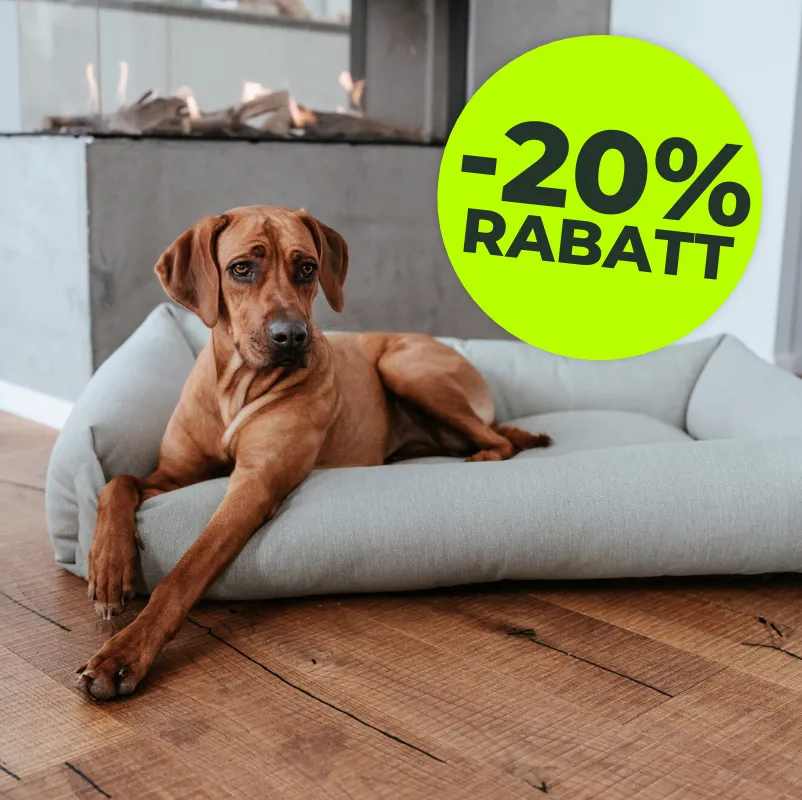 Gemütliche Hundebetten und Liegeflächen für deinen Vierbeiner