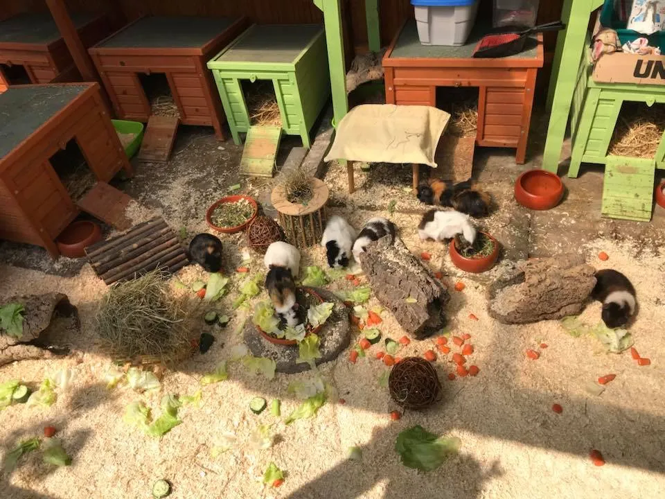 Gemütlicher Unterschlupf und Versteckmöglichkeiten für Meerschweinchen im Gehege