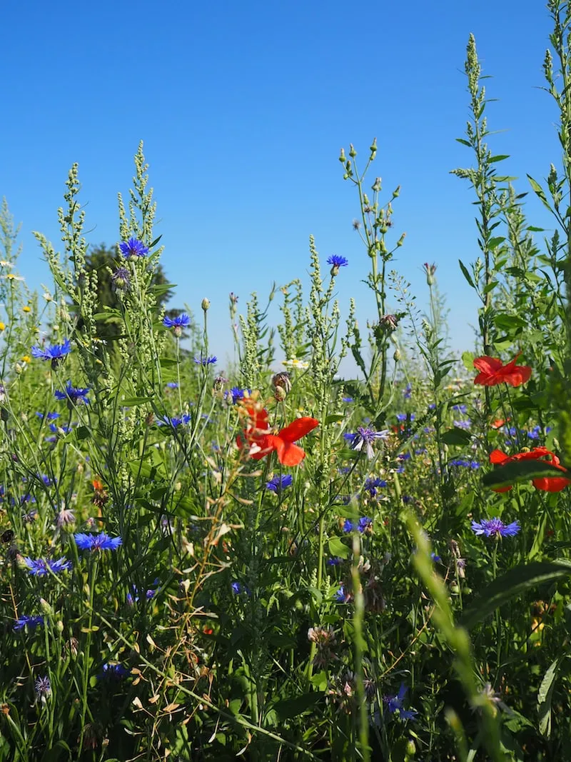 … genießen wir hinter den historischen Mauern …