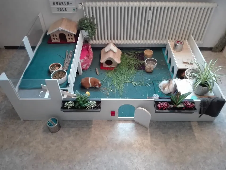 Geräumiges Wohnungsgehege für Meerschweinchen mit viel Platz zum Rennen und Verstecken