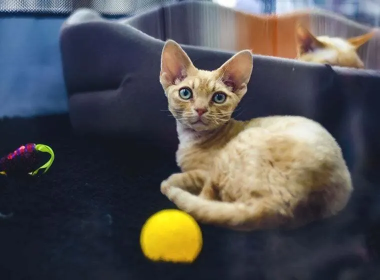 German Rex Katze mit gewelltem Fell