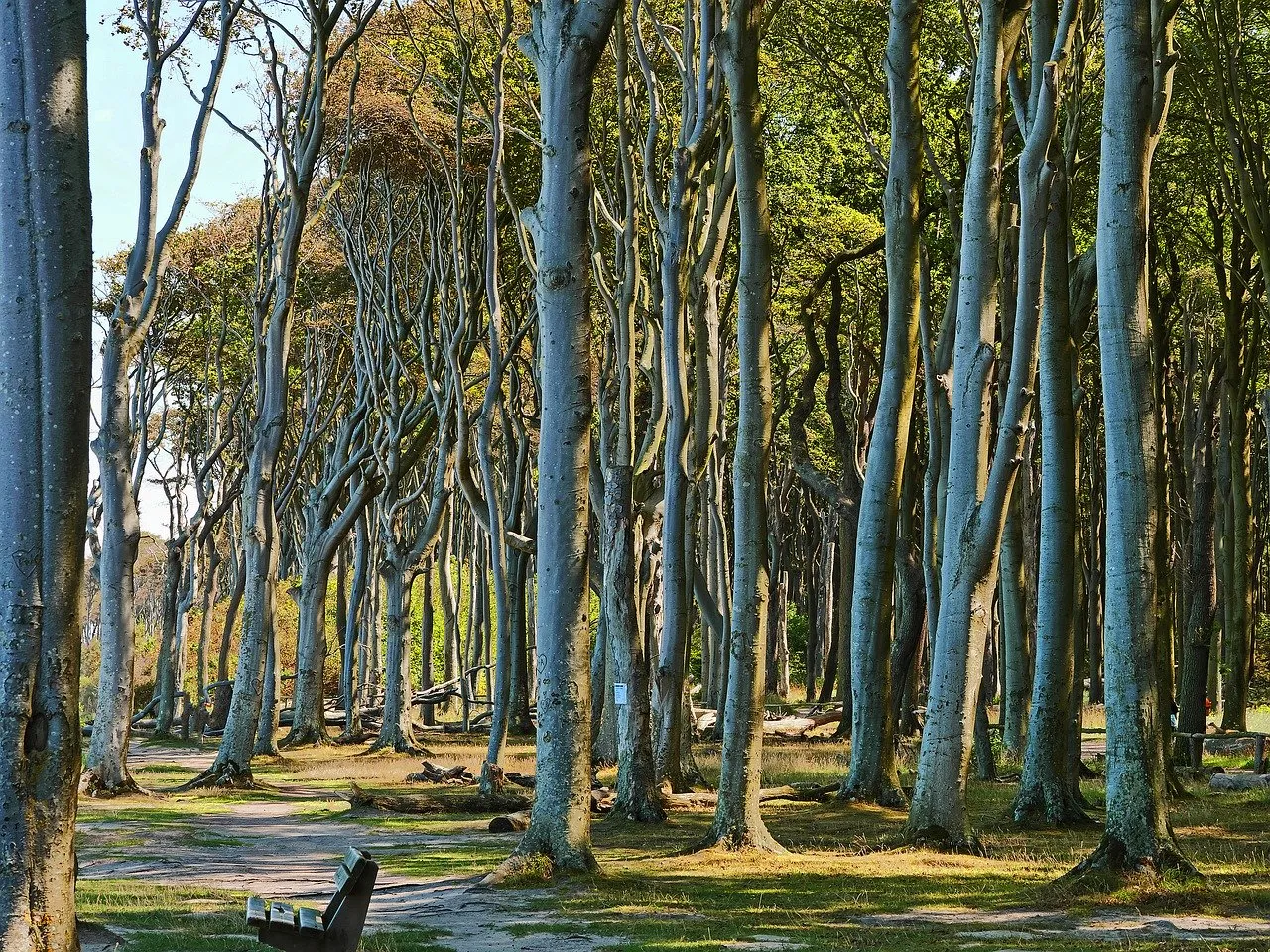 Gespensterwald in Nienhagen an der Ostsee