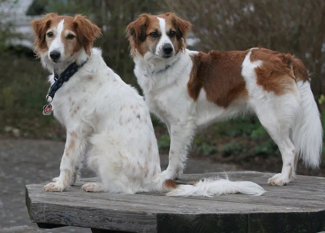 Gesunder Kromfohrländer Welpe