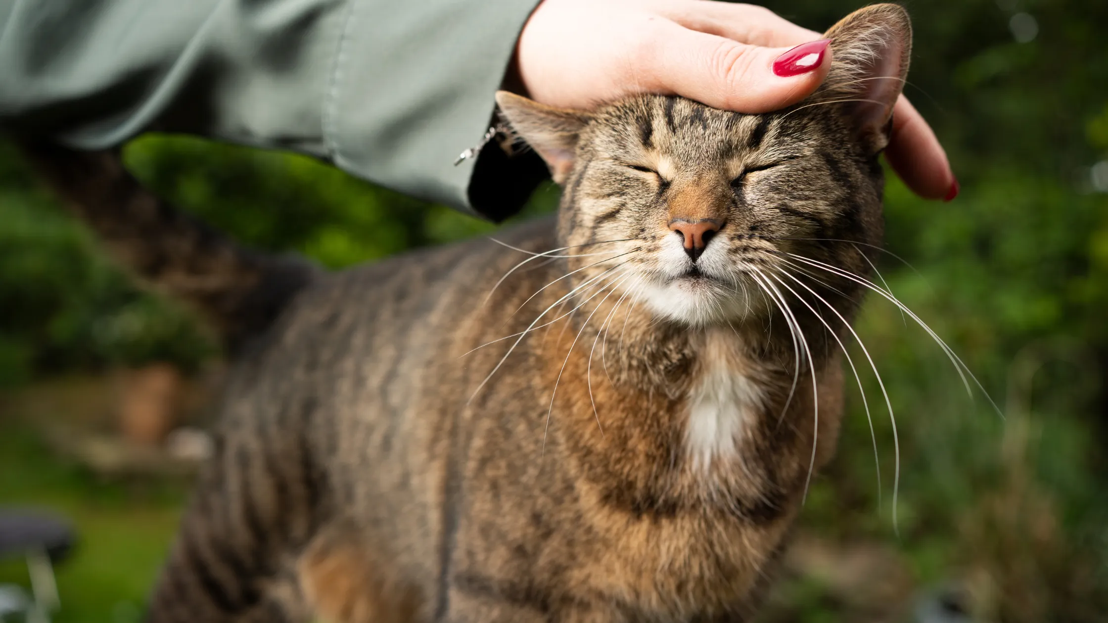 Getickte getigerte Katze