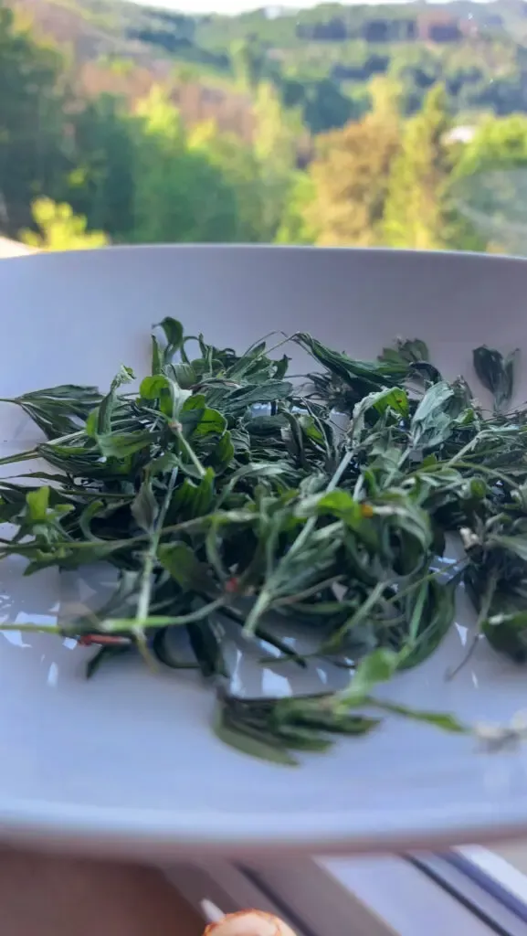 Getrockneter Waldmeister auf einem Teller