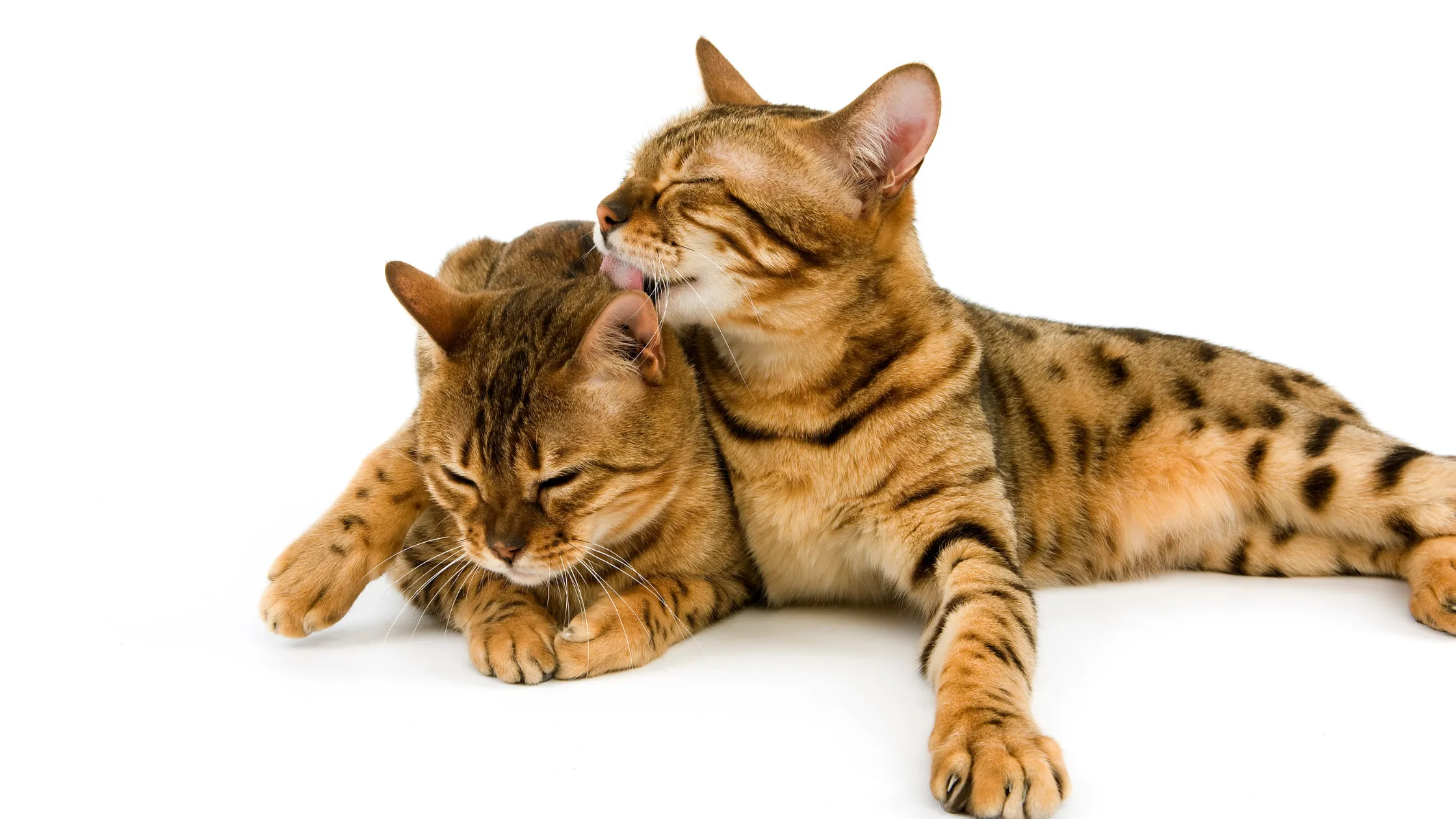 Getupfte getigerte Katze