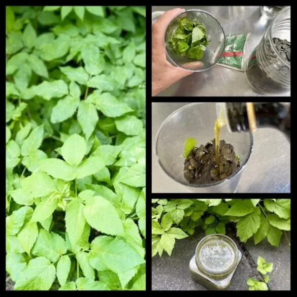 Giersch-Pesto mit Kürbiskernen