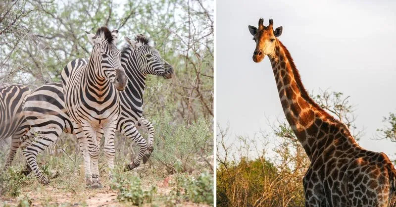 Giraffen in der Savanne des Krüger Nationalparks in Südafrika