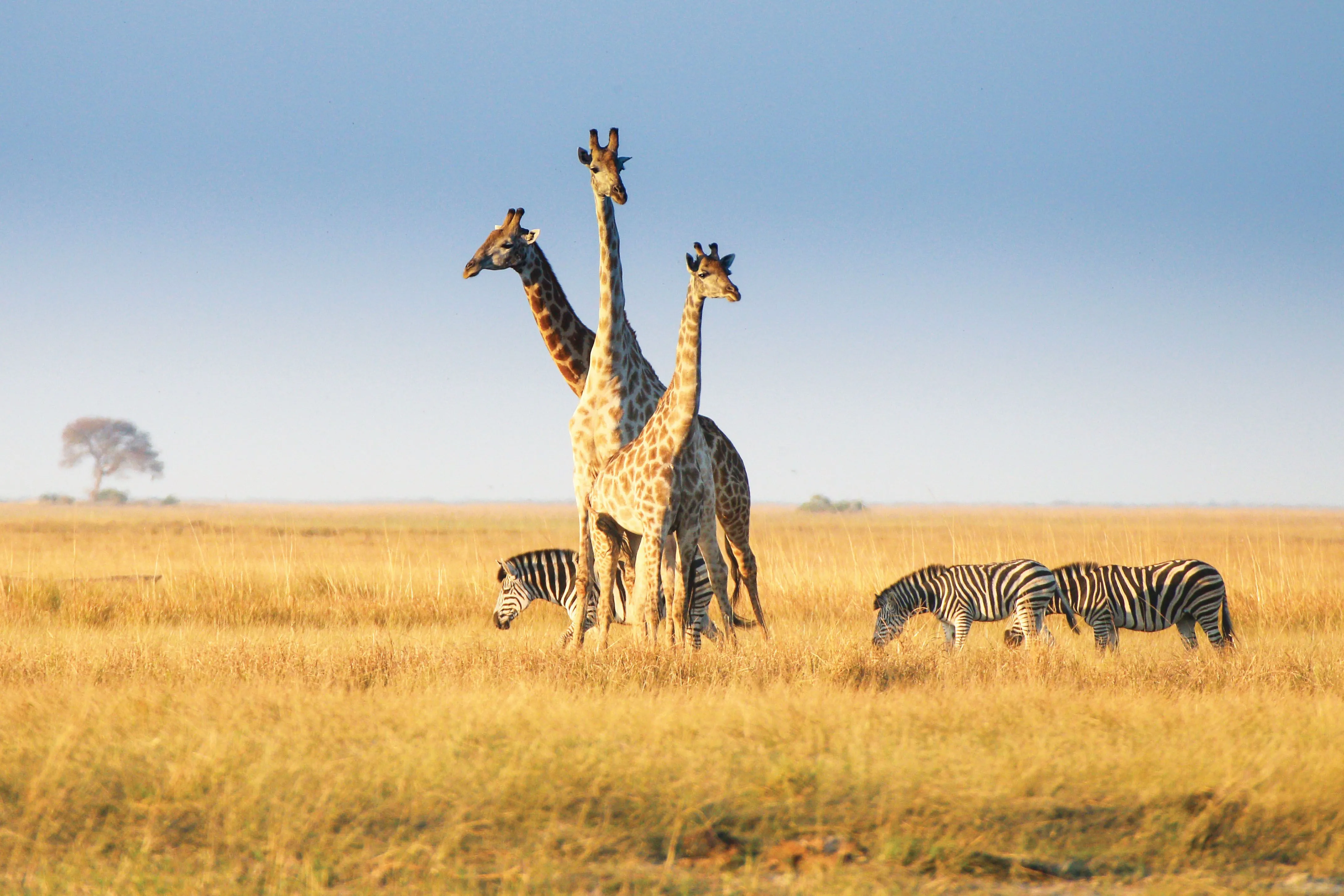 Giraffen und Zebras in Botswana