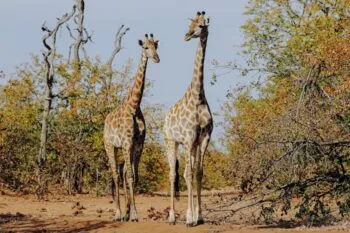 Giraffenherde im Krüger Nationalpark in Südafrika, beim Grasen in der Savanne