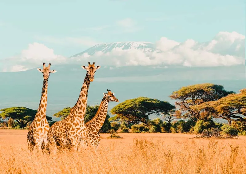 Giraffenherde vor dem Kilimandscharo in Kenia
