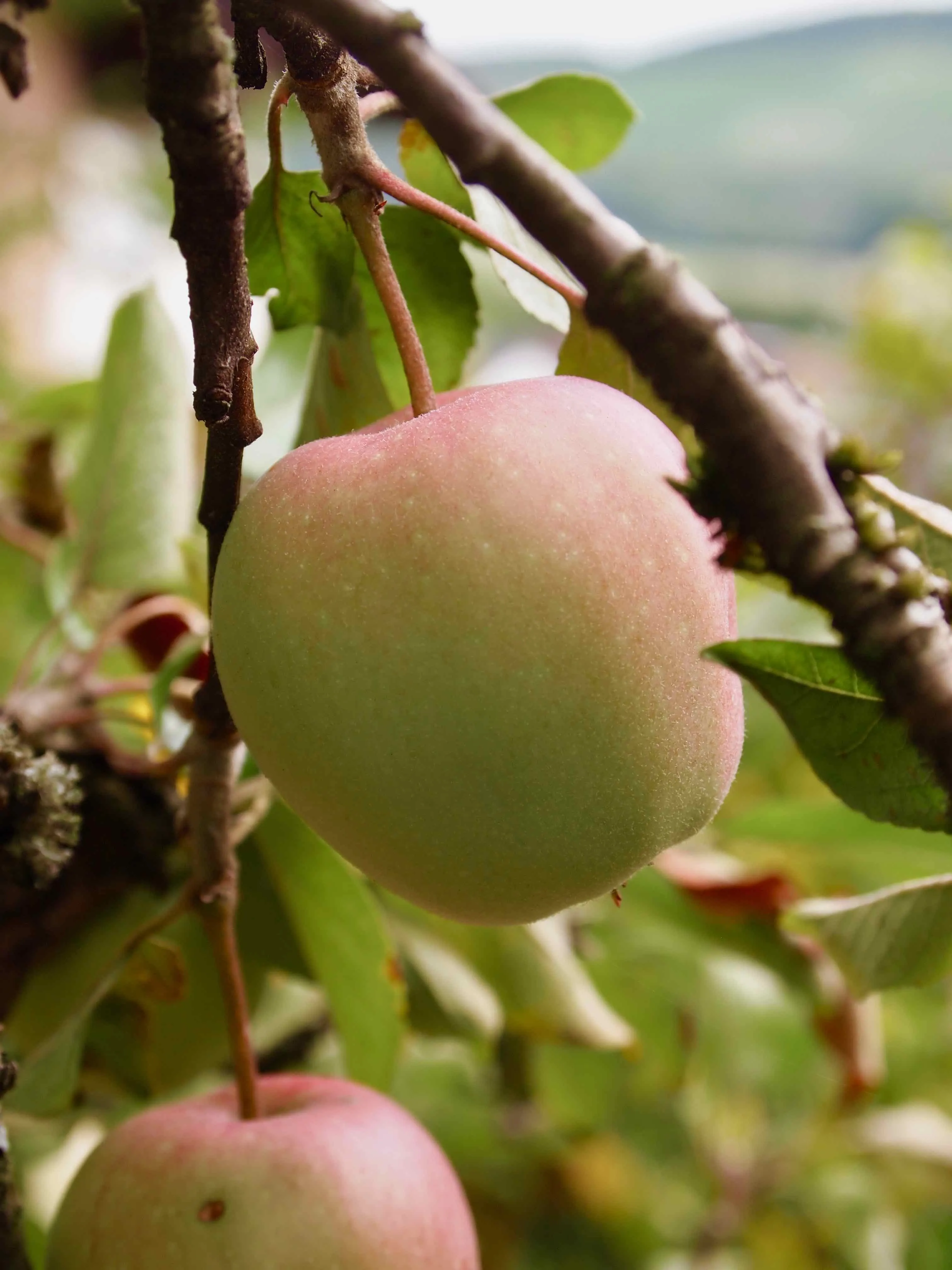 Glückliche Menschen bei der Apfelernte auf einer Streuobstwiese im Herbst, Körbe voller Äpfel