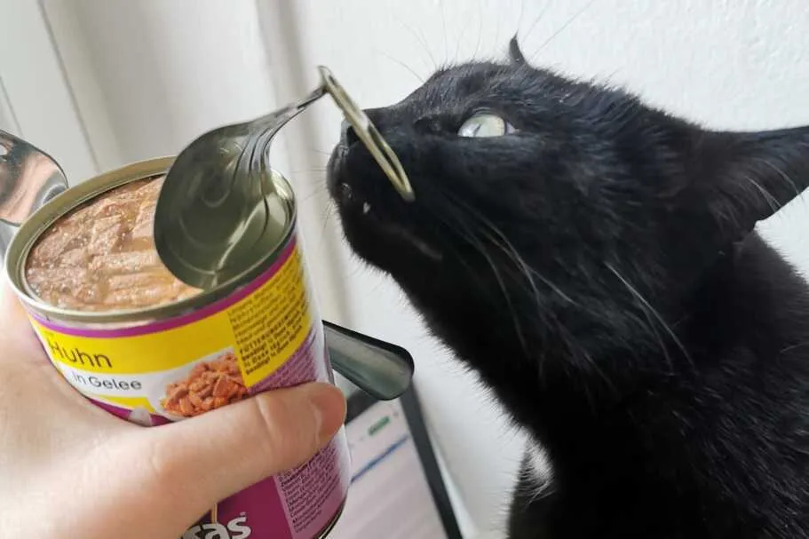 Glückliche Testkatze mit Futter