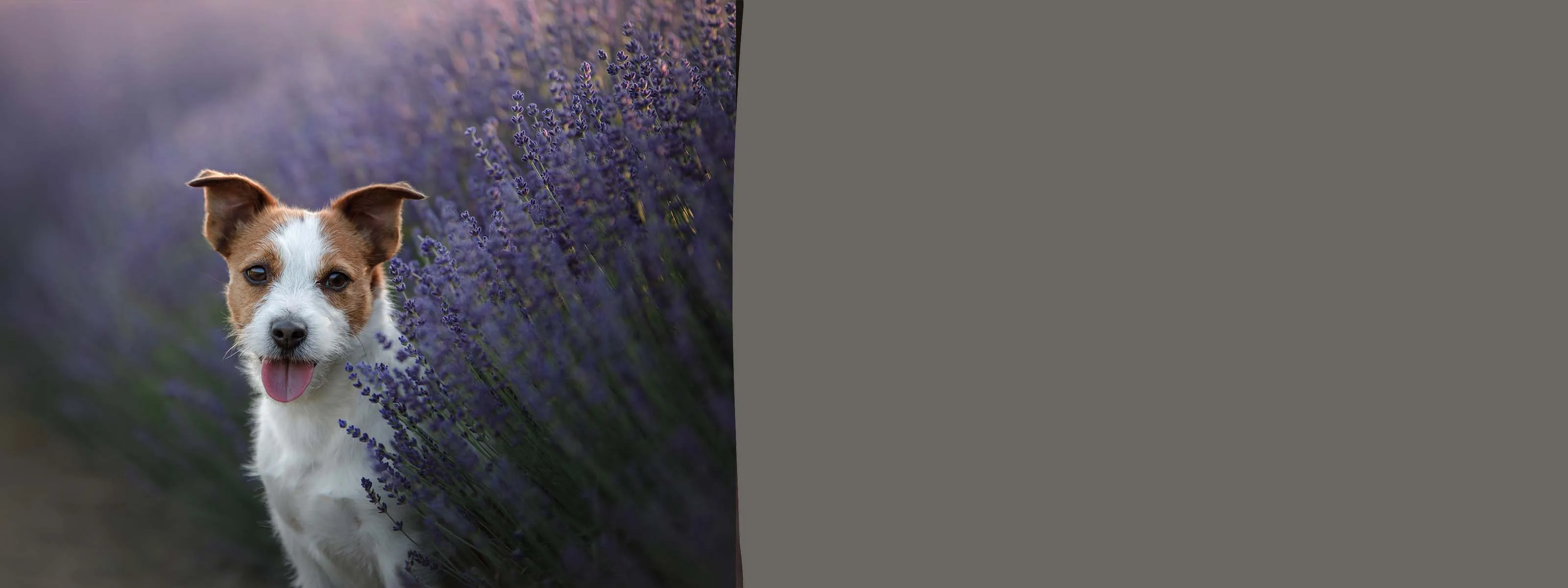 Glücklicher Golden Retriever vor einer Packung Orijen Hundefutter